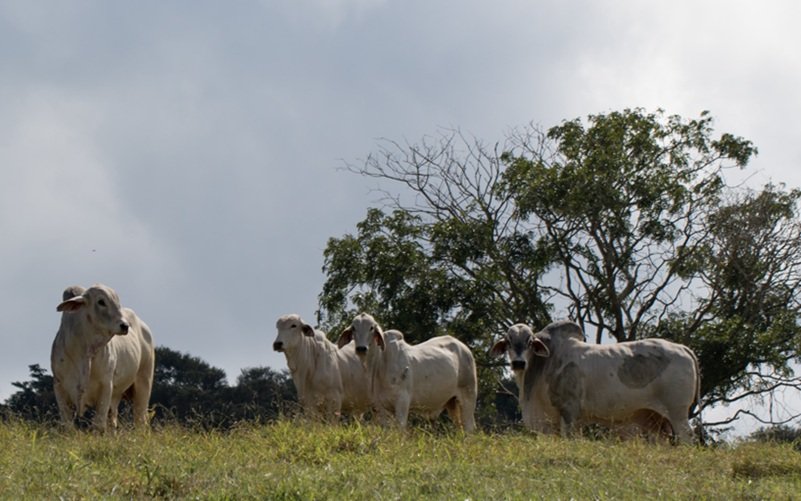 Baixa transparência na cadeia da carne no Cerrado goiano