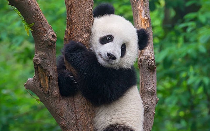 Panda China animal fauna Misto Brasil