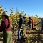 Distrito Federal começa a colheita de uvas no Cerrado