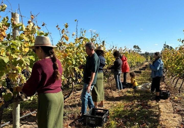 Distrito Federal começa a colheita de uvas no Cerrado