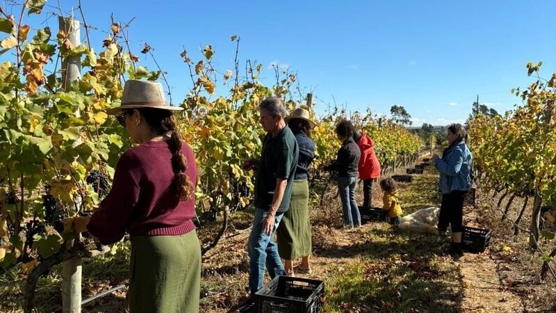 Distrito Federal começa a colheita de uvas no Cerrado