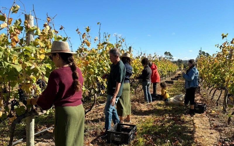 Distrito Federal começa a colheita de uvas no Cerrado