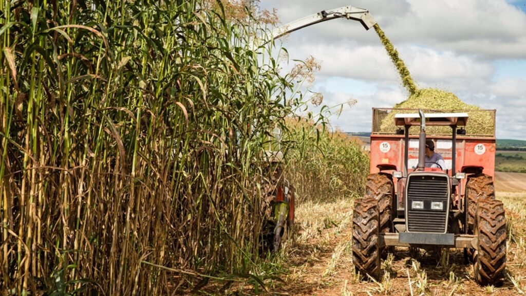 Brasil mantém oferta de açúcar após quebra de safra externa
