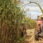 Brasil mantém oferta de açúcar após quebra de safra externa