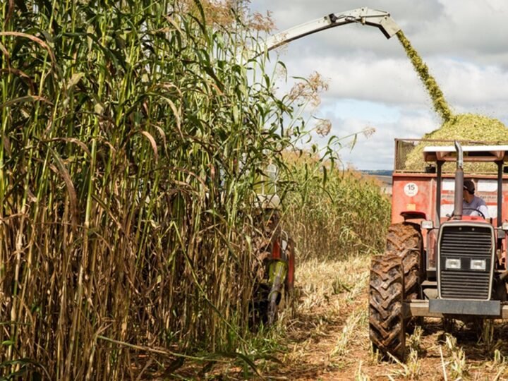 Brasil mantém oferta de açúcar após quebra de safra externa