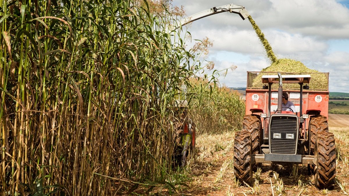 Agricultura agro cana-de-açúcar Misto Brasil