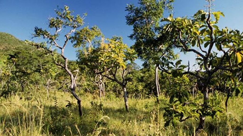 Cerrado perdeu 34% da vegetação nativa em 40 anos