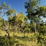 Cerrado perdeu 34% da vegetação nativa em 40 anos