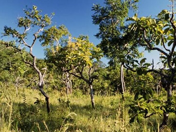 Cerrado perdeu 34% da vegetação nativa em 40 anos