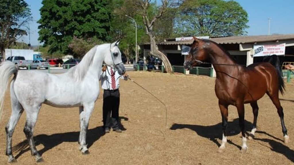 Expoabra começa nesta sexta-feira na Granja do Torto em Brasília