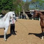 Expoabra começa nesta sexta-feira na Granja do Torto em Brasília