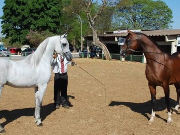 Expoabra começa nesta sexta-feira na Granja do Torto em Brasília