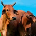 Pesquisas da Embrapa vencem prêmio nacional de genética