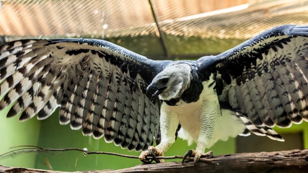 Harpia aves de rapina Katrina Misto Brasil