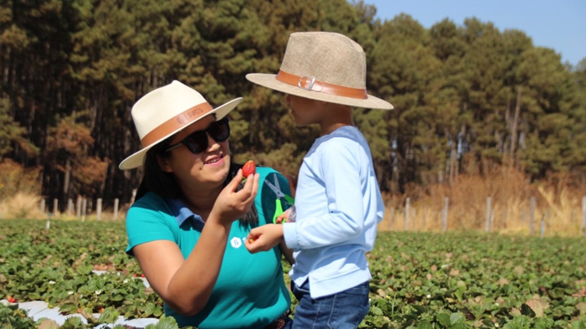 Morango propriedade agricultura DF Misto Brasil