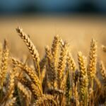 Embrapa apresenta cultivares de trigo irrigado no PAD-DF