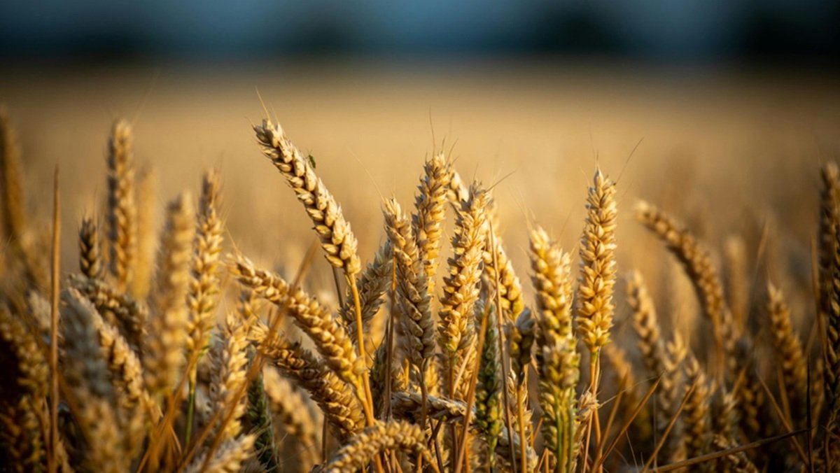 Agricultura trigo agronegócio comércio Misto Brasil