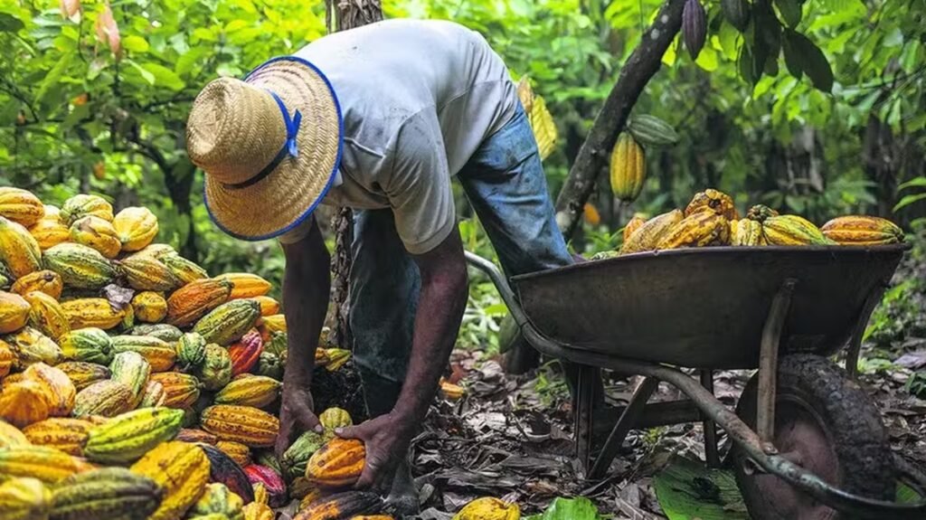 Brasil tem 96% da área de cacau apta para exportação à Europa