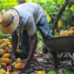 Brasil tem 96% da área de cacau apta para exportação à Europa