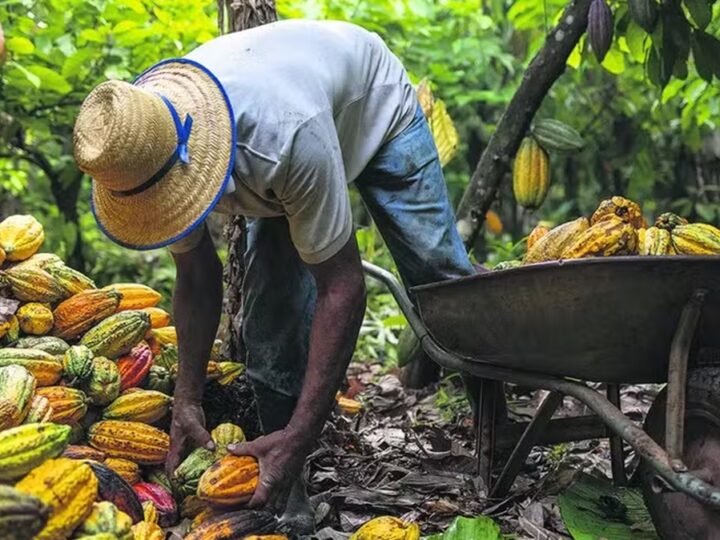 Brasil tem 96% da área de cacau apta para exportação à Europa