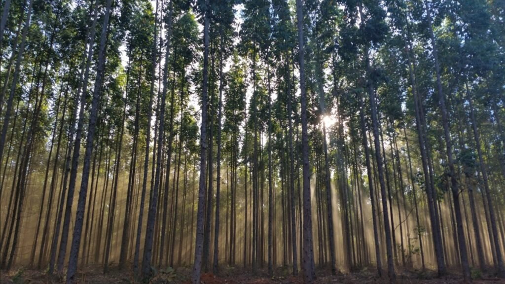 Produção florestal atinge recorde de R$ 47,9 bilhões em 2025