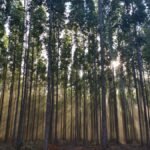 Produção florestal atinge recorde de R$ 47,9 bilhões em 2025