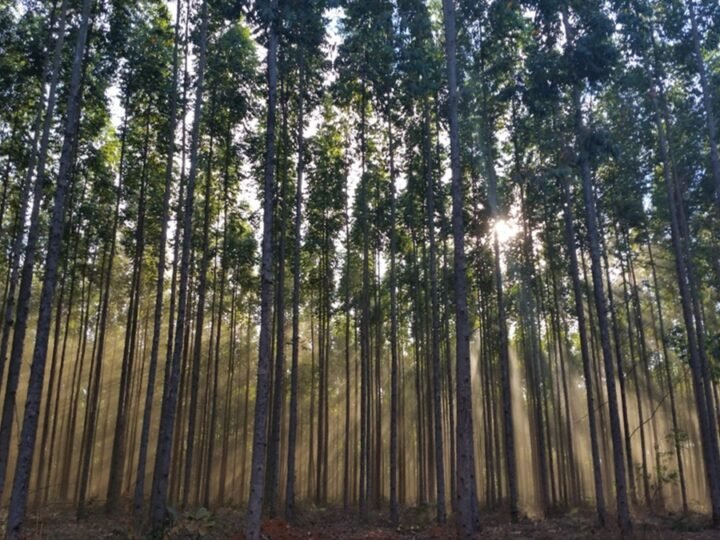 Produção florestal atinge recorde de R$ 47,9 bilhões em 2025