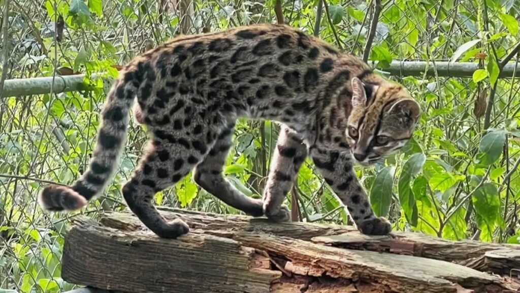 Nova espécie de felino identificada nas montanhas da Bolívia
