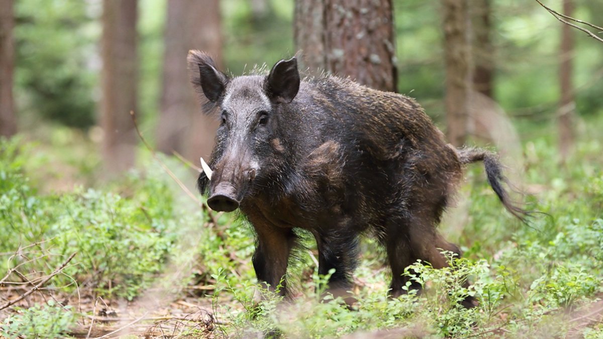 Javali espécie invasora fauna natureza Misto Brasil