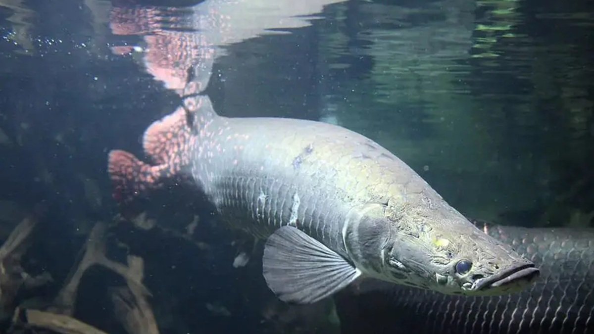 Peixe pirarucu Amazônia Misto Brasil